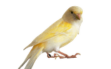 A cheeky canary